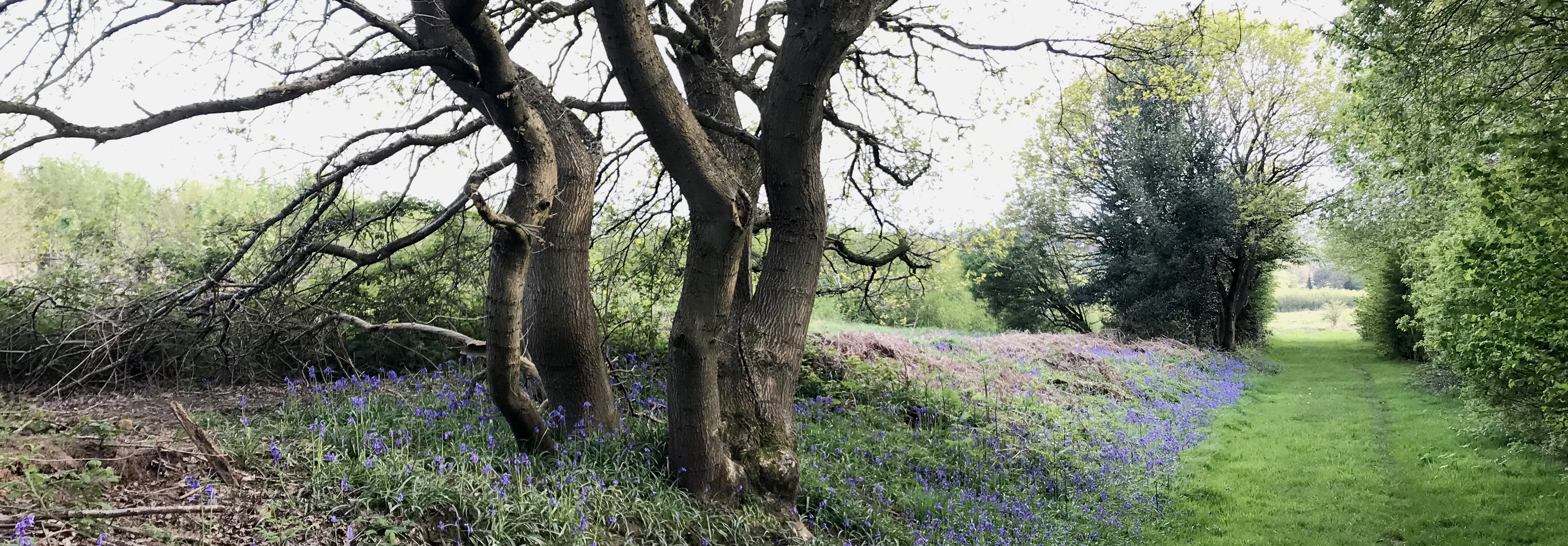 Photograph of Bluebells local to Hartshorne
